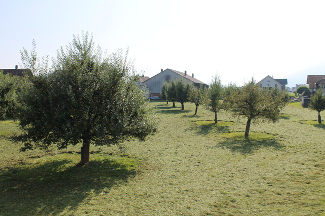 Aktuelle Aussicht von den 3 Zimmer auf der Rückseite